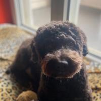 Lagotto romagnolo per accoppiamento