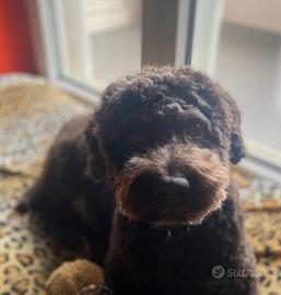 Lagotto romagnolo per accoppiamento