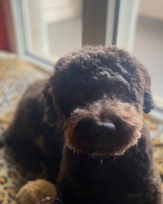 Lagotto romagnolo per accoppiamento