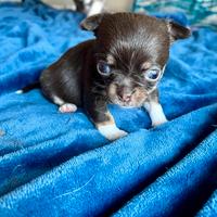 Chihuahua cioccolato occhi verdi femmina