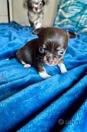 Chihuahua cioccolato occhi verdi femmina
