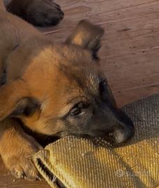 Pastore belga Malinois