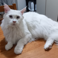 Maine Coon femmina adulta