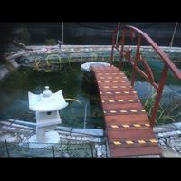 Pesci e piante acquatiche