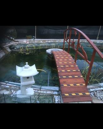 Pesci e piante acquatiche