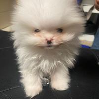 Cane Volpino Pomerania