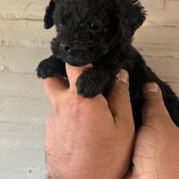 Disponibile maschio mini Toy