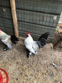 Galletti Nana Calzata