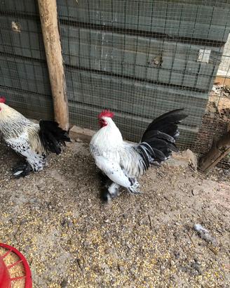 Galletti Nana Calzata