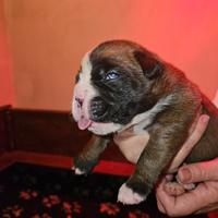 Cuccioli boxer
