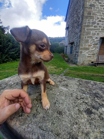 Cuccioli chihuahua toy