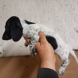 Bassotto kaninchen piebald