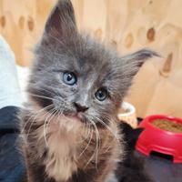 Cuccioli Maine Coon con Pedigree