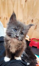 Cuccioli Maine Coon con Pedigree