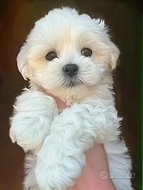 Maltese maschio