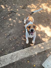 Jack russel
