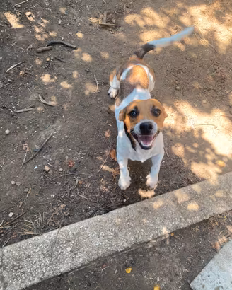 Jack russel