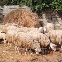 20 pecore di 2 anni e 10 di rimonta