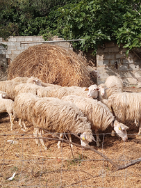 20 pecore di 2 anni e 10 di rimonta