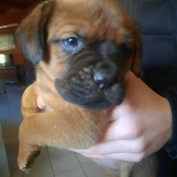 Cuccioli mix Rotwailler Dogue de Bordeaux