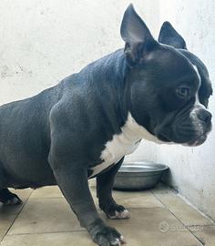 American Bully