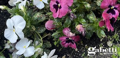 Attività Commerciale Asti [V014-26VCG]