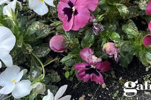 Attività Commerciale Asti [V014-26VCG]