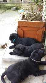 Labrador chocolate, miele e neri