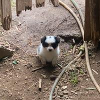 Cuccioli taglia piccola