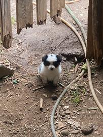 Cuccioli taglia piccola