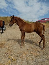 Cavallo puledro pre