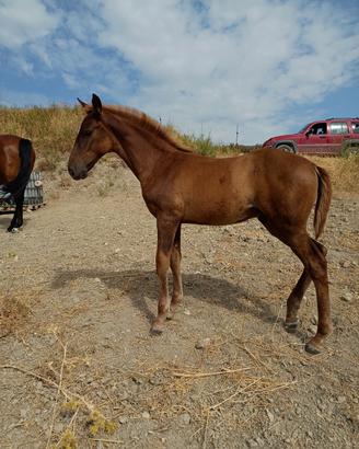 Cavallo puledro pre