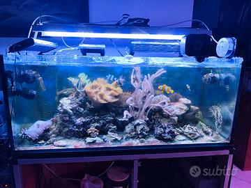 acquario