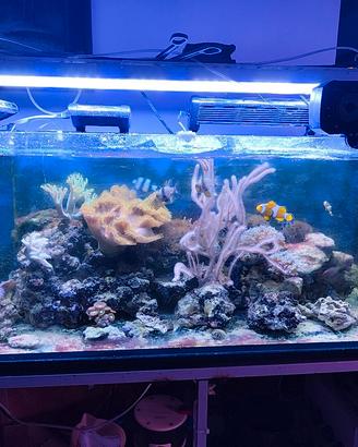 acquario