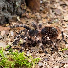 Acanthoscurria geniculata ed altri