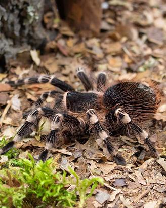Acanthoscurria geniculata ed altri