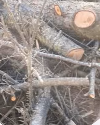 legna di pino e cipresso