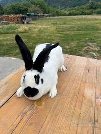 Coniglie papillon