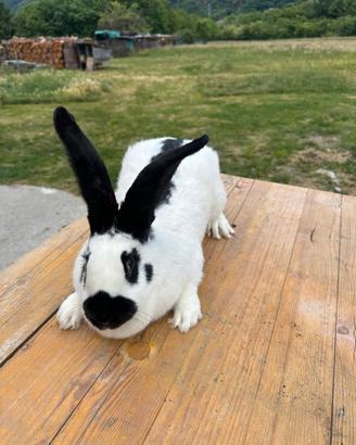 Coniglie papillon