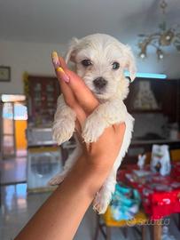Maltese