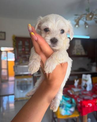 Maltese