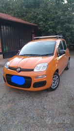 panda ibrida 