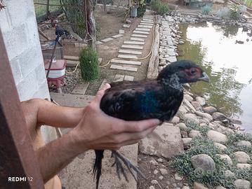 Fagiano tenebroso 