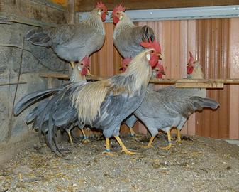 Galline Italiener grigio perla