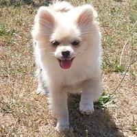 Volpino di Pomerania