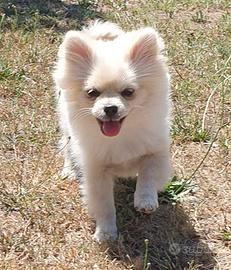 Volpino di Pomerania