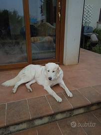 Splendida tundra p maremmano