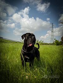 Cane Corso maschio disponibile per accoppiamento