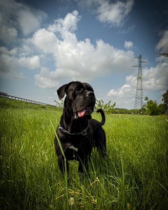 Cane Corso maschio disponibile per accoppiamento