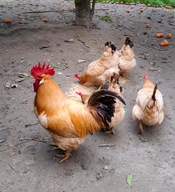 Gallina Bionda delle crivelle-uovadacova